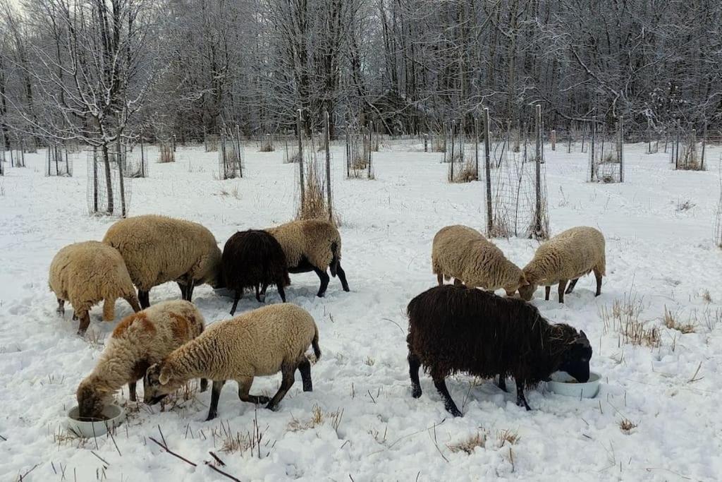 Chalet Boruvka - Biofarma Na Samote V Lesich Benešov Kültér fotó