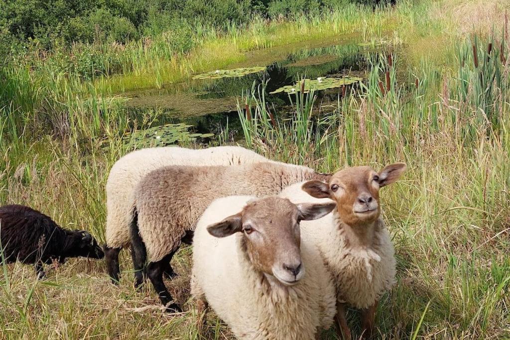 Chalet Boruvka - Biofarma Na Samote V Lesich Benešov Kültér fotó