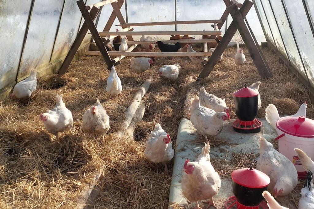 Chalet Boruvka - Biofarma Na Samote V Lesich Benešov Kültér fotó