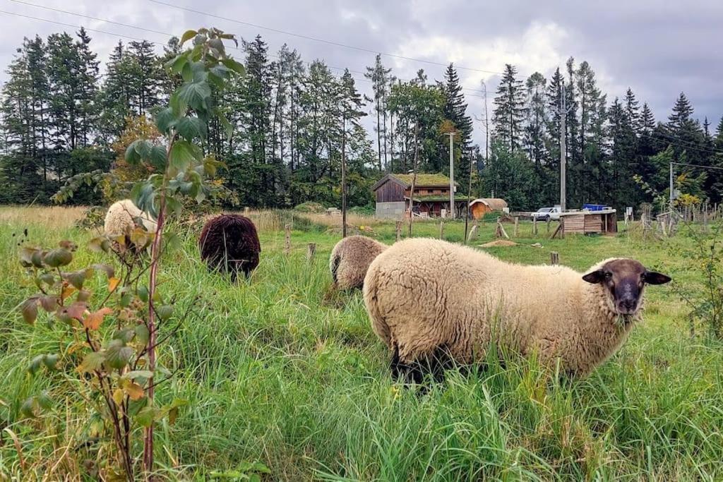 Chalet Boruvka - Biofarma Na Samote V Lesich Benešov Kültér fotó