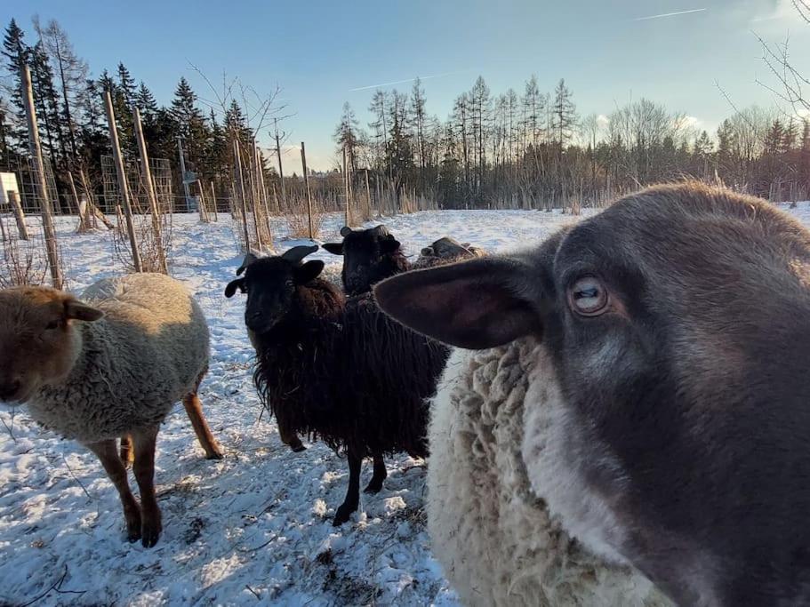 Chalet Boruvka - Biofarma Na Samote V Lesich Benešov Kültér fotó